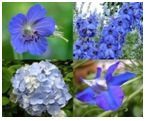 blue